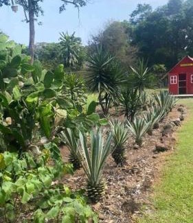 Amatlan de los Reyes House | Rancho 3 marias