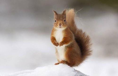 Keith Ski Chalet | Red Squirrel log cabin with hot tub