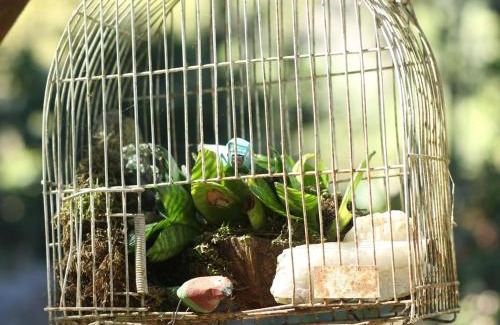 Macae Bed & Breakfast | Refúgio Boa Sorte , Sana -Macaé RJ