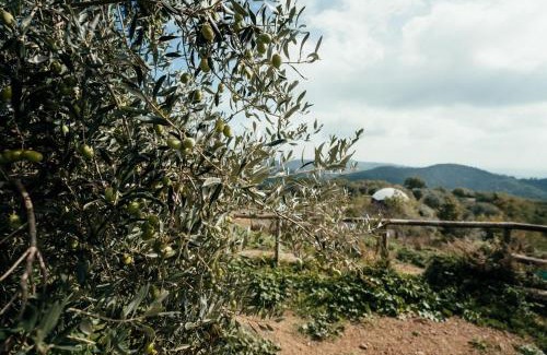 Gaiole in Chianti Apartment | Reggioli- Appartamento Erborista