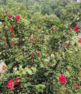 Solan House | Riddhi Homestays Dharampur
