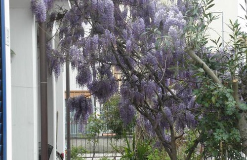 Giulianova Apartment | RITA'S ROOM ON THE SEA