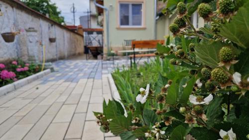 Vrsac Bed & Breakfast | Rose Gardens