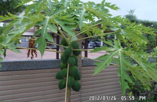 Dongshan House | Rose Lodge Homestay