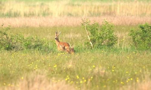 Oude Willem House | rustig gelegen met prachtig vrij uitzicht over natuurgebied