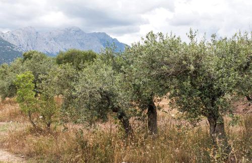 Dorgali House | S'Ulumu