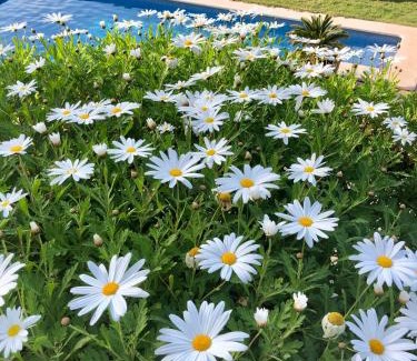 Estellencs Hotel | Sa Plana Petit Hotel
