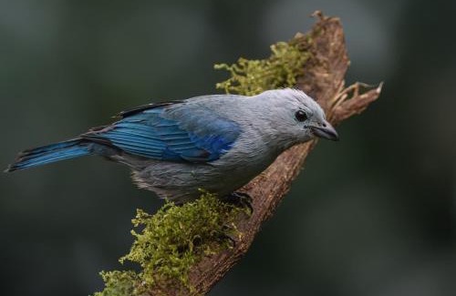 Cali Cabin | San Felipe Lodge. Birding and Wellness
