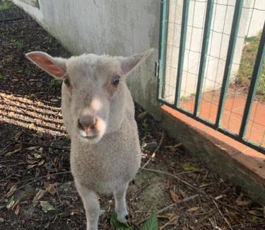 Pero Filho Ski Chalet | Santuário SOS Animal