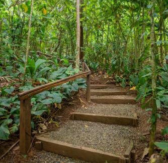 Chilamate Apartment | Sarapiquí Xperience Lodge
