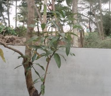 Mararikulam Hotel | Sea Breeze Marari Beach Front Villas