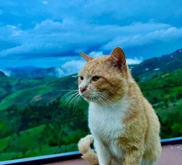 Mae Suai Other | seafog homestay doichang
