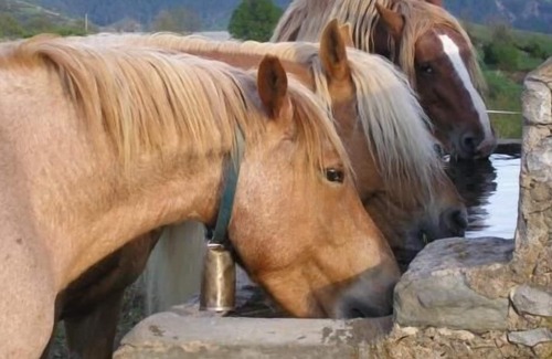 Campelles Cabin | Self catering Can Tubau for 15 people