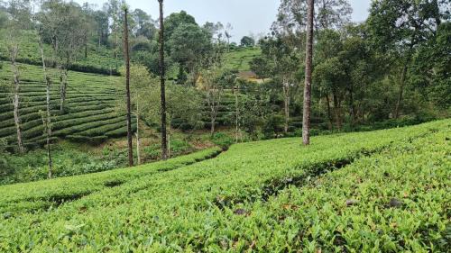 Valparai House | SHALOM HOME STAY valparai