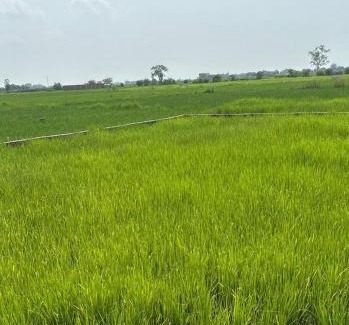 Chandauli Other | Shashank Infra Dream's