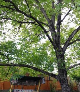 Tianeti House | SHOKA Guesthouse Tianeti