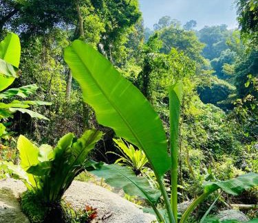 Lamai Apartment | Singing Frogs Jungle Bungalow