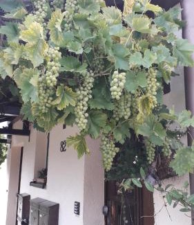 Hinterhermsdorf Apartment | Sommerfrische