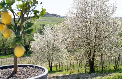 Calosso Bed & Breakfast | Sorriso Dei Maestri