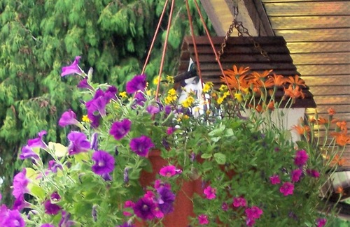 Anglemont House | St. Ives Resort on Shuswap - 1 bdrm w/loft, lakefront, pet friendly, dock, buoys