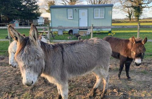 Irstead House | Starry Meadow & Rescued Animal Experiences