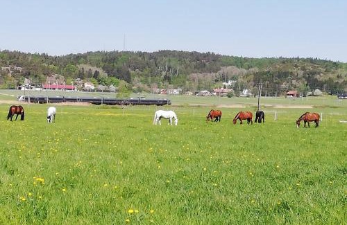 Kungsbacka Cabin | Stuga på Hammarbergs Gård