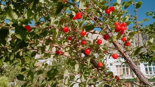 Turtuk House | Summer and winter homestay Turtuk Youl