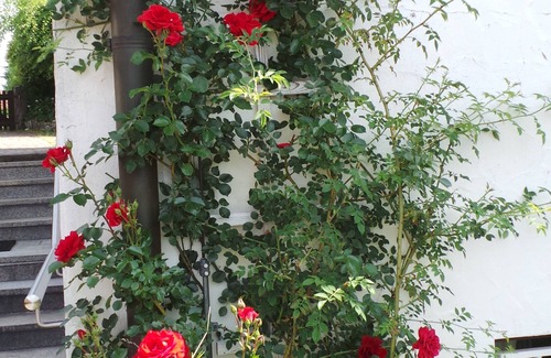 Pottenstein House | Sunny, comfortable apartment on the 1st floor . a view in a very quiet location