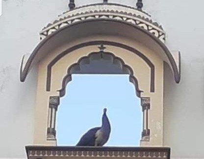 Bani Park House | Sureli Haveli
