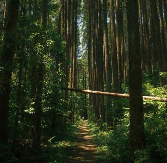 Miyazaki House | Surftown Retreat