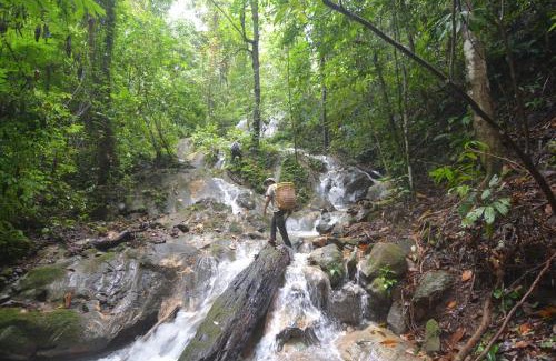 South Aceh Other | Survival Trip Leuser Eco Stay