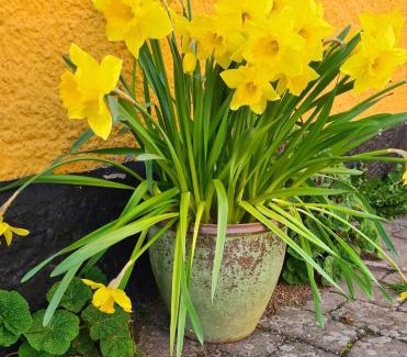 Svendborg House | Sydfynsk idyl tæt på det hele.