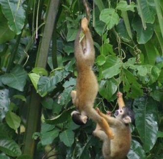 Tambopata Other | tambobopata green