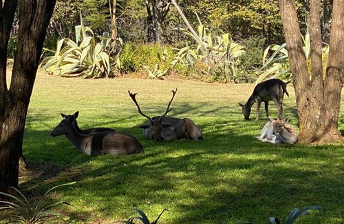 Greater Johannesburg Metropolitan Area Bed & Breakfast | Tamryn Manor Guest House