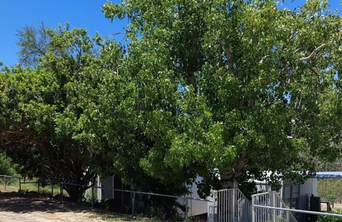Taroom Resort | Taroom Caravan & Tourist Park