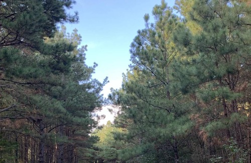 Pennington RV Rental | Tentrr Signature Site - HFR Campsite in the Davey Crockett National Forest #2