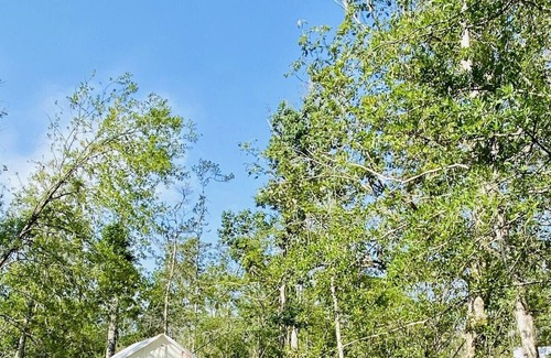 Springfield RV Rental | Tentrr State Park Site - Louisiana Tickfaw State Park - Woodland F - Single Camp