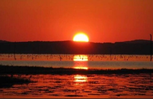 Zwolle RV Rental | Tentrr State Park Site - Louisiana North Toledo Bend State Park - Forest Glade H