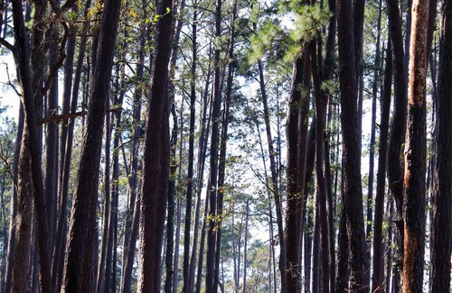 Anacoco RV Rental | Tentrr State Park Site - Louisiana South Toledo Bend State Park - Site B - Sing