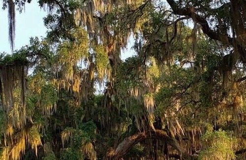 Mandeville RV Rental | Tentrr State Park Site - Louisiana Fontainebleau State Park - Pond View D - Sing