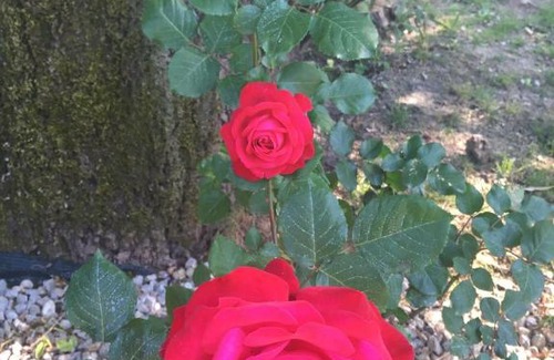 Campi Bisenzio Bed & Breakfast | Tenuta La Rosa B&B