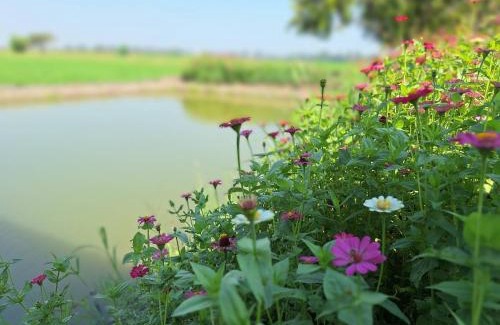 Khok Khram Ski Chalet | The 99 Cottage (บ้านทุ่งบางปลาม้า)