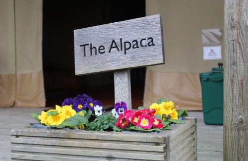 Olney House | The Alpaca