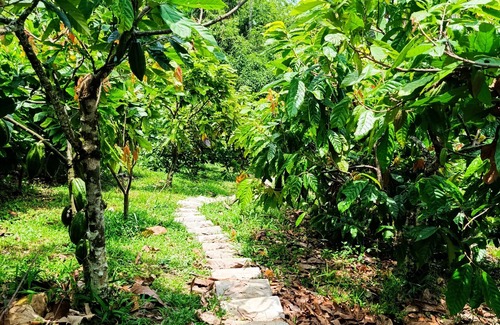 Tamesis Apartment | The cabin - Finca los Martínez, near the town of Támesis Antioquia,