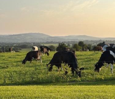 Knigh Apartment | The Cows Field