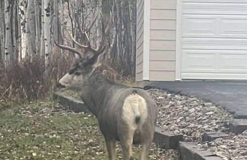 Alpine Northeast Cabin | The Cozy Lodge! Perfect place outdoor enthusiasts mins from forest, lake, hiking