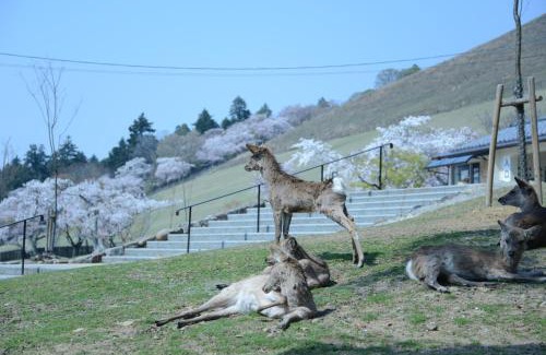Nara House | The Deer Park Inn