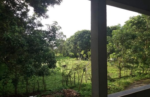 Matapalo Apartment | THE FIELD MATAPALO.