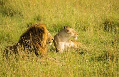 Talala Hotel | The Gir Harmony Hotel