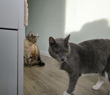 Oliveira do Douro House | The House of Cats